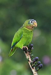 Yellow-billed Amazon